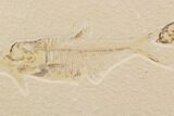 Fossil Fish Plate (Diplomystus & Knightia) - Wyoming #91593-1